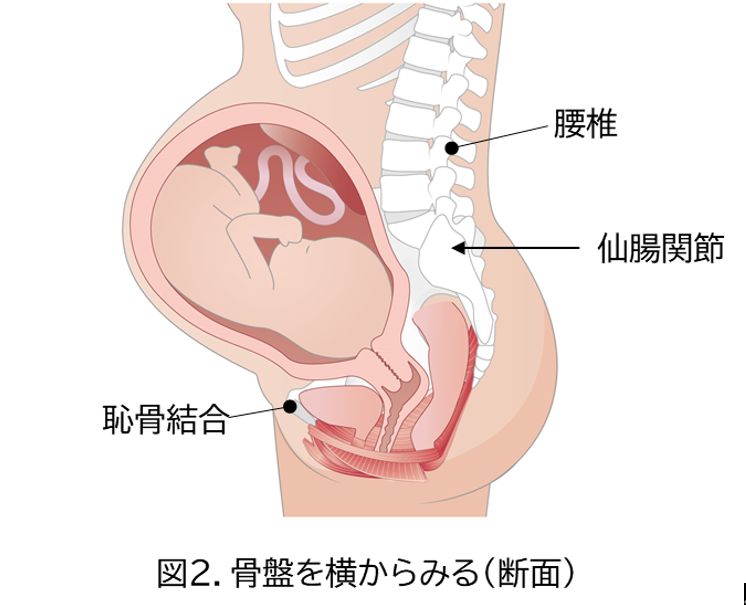 妊娠中の骨盤を横から見た図