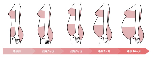 妊婦のお腹の出具合
