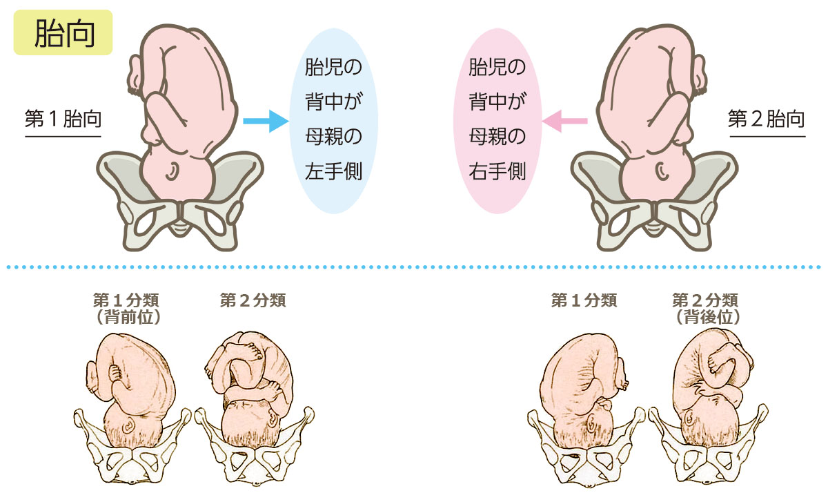 胎向 胎向